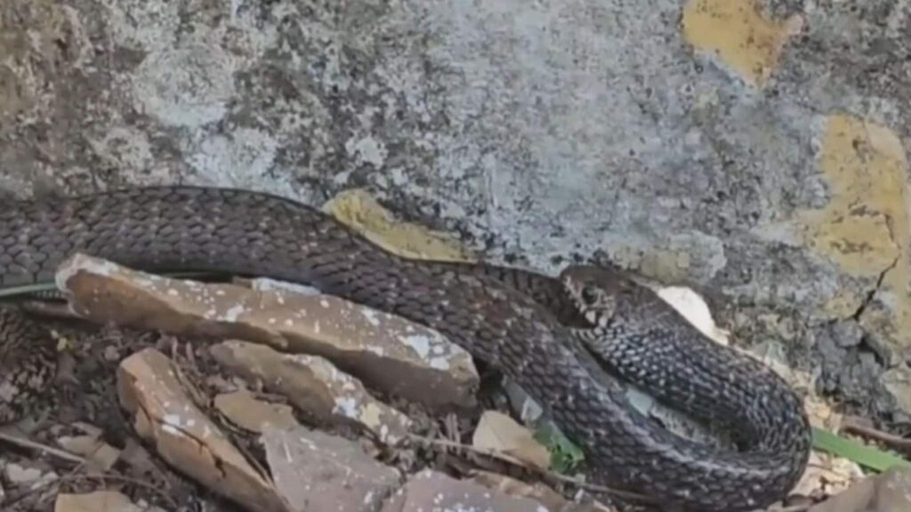 7-foot snake half-swallowed a small snake, the outcome is shocking.