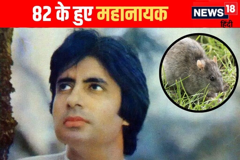 Amitabh Bachchan's Struggle: Once Forced to Sleep with Rats Due to Homelessness