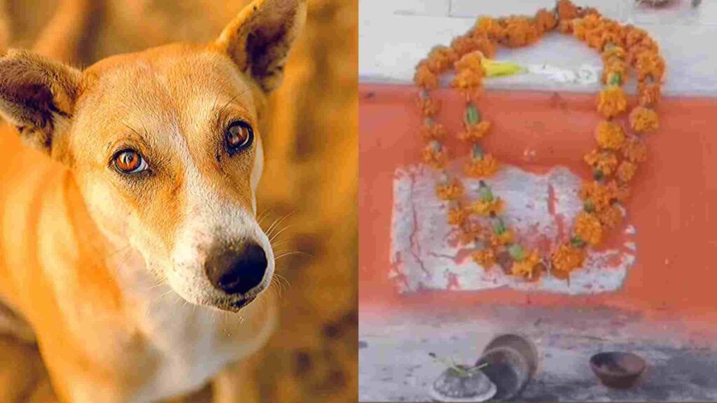 Dog temple in Rajasthan where a dog fought off dacoits to save its owner; an intriguing story of worship.