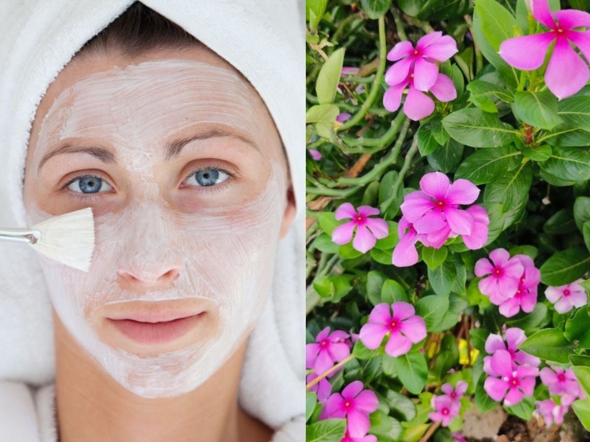 Evergreen Flower: Your Secret to a Glowing Skin Face Pack!