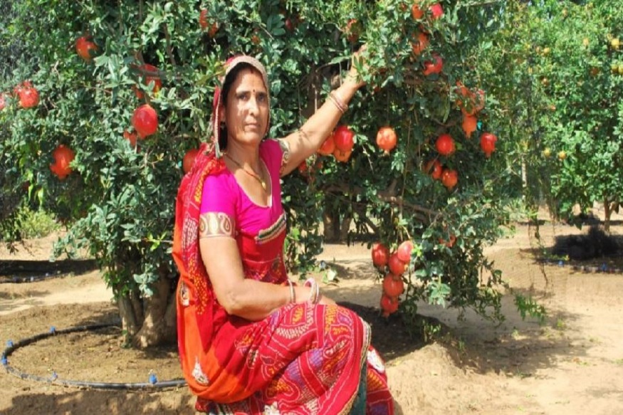 Inspiring: Rajasthan Woman Grows Apples and Pomegranates After 5th Grade