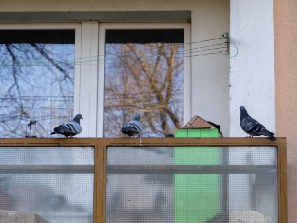 Say Goodbye to Balcony Pigeon Mess with These Simple Tips