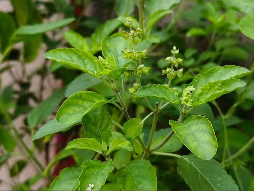 Why Your Tulsi Plant Keeps Wilting: Tips to Keep It Lush and Green