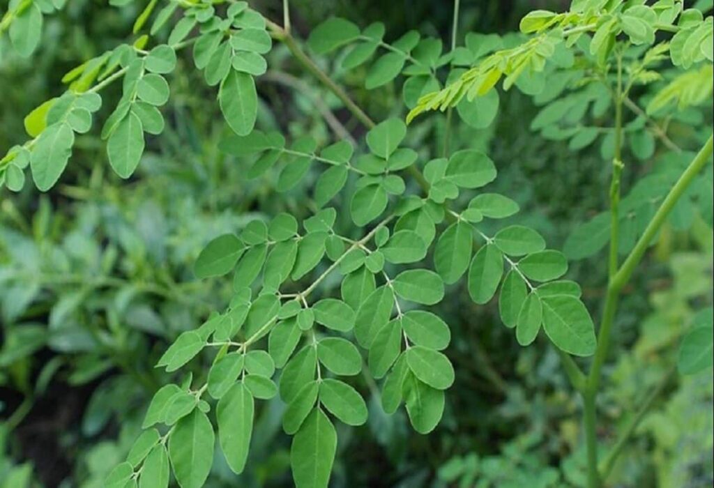 Miraculous benefits of this tree's leaves for inflammation, arthritis, and diabetes: doctors highlight many advantages.