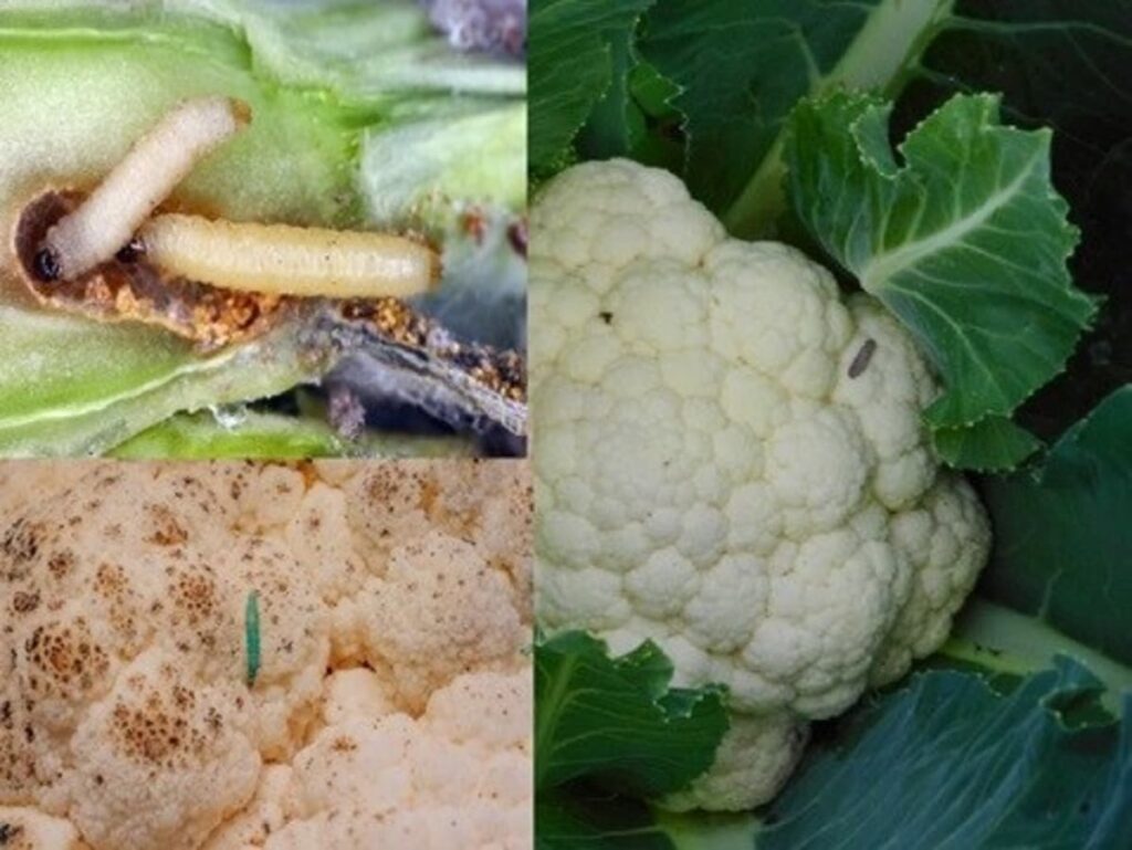 Eliminate Cauliflower Bugs in Minutes with These Simple Kitchen Hacks!