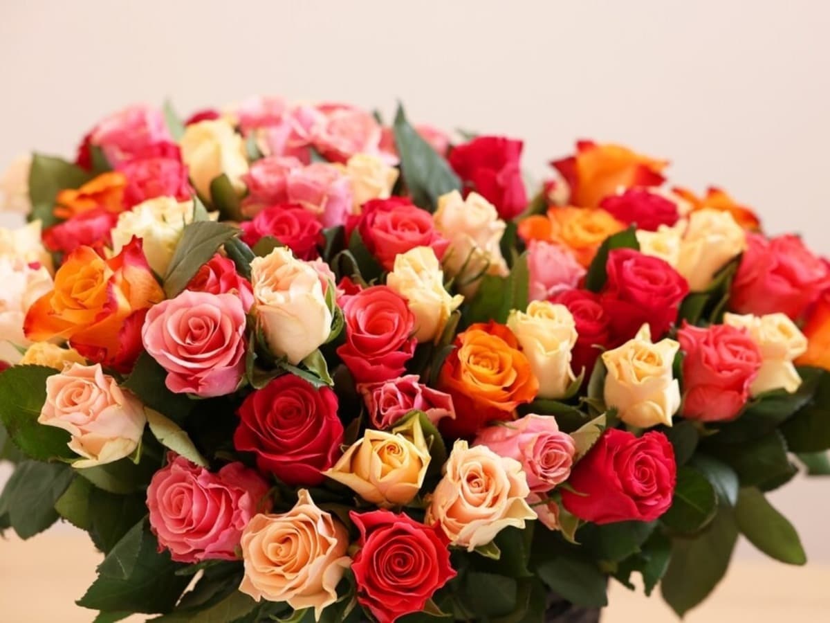 Roses for Valentine's Day: Know the Meaning of Each Color to Express Your Love!