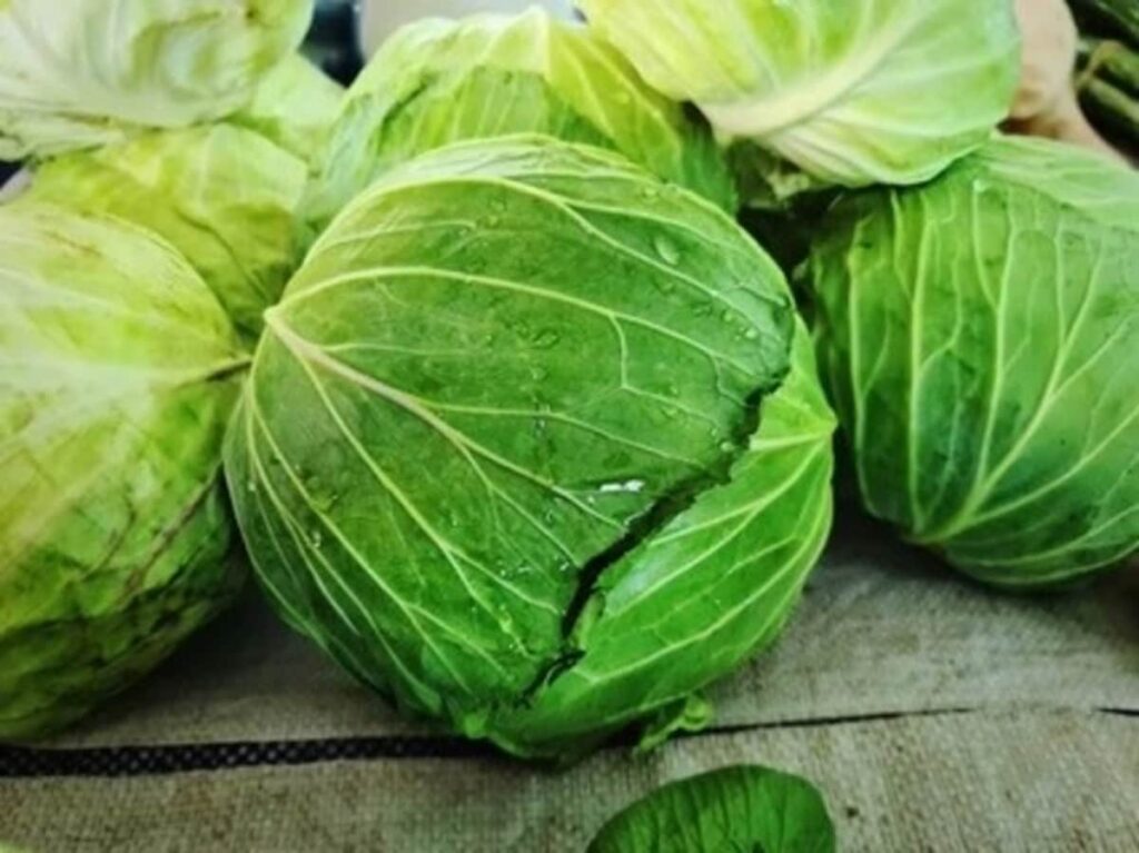 Spotting Fake Plastic Cabbage: Tips to Identify What's Real!