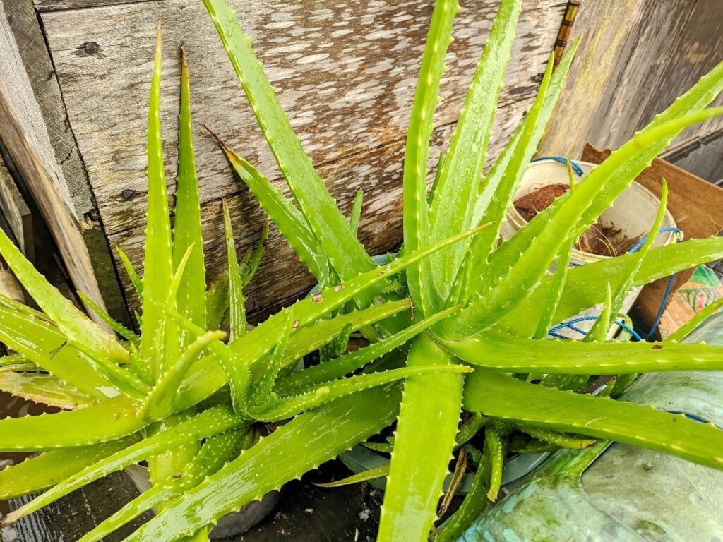 Is Your Aloe Vera Toxic? Spot the Signs!